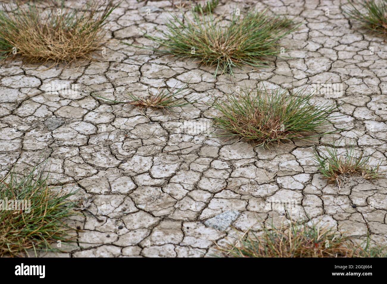 Dürre-rissige Land mit Sträuchern von Gras. Wasserkrisenkonzept, saisonale Wasserknappheit. Stockfoto