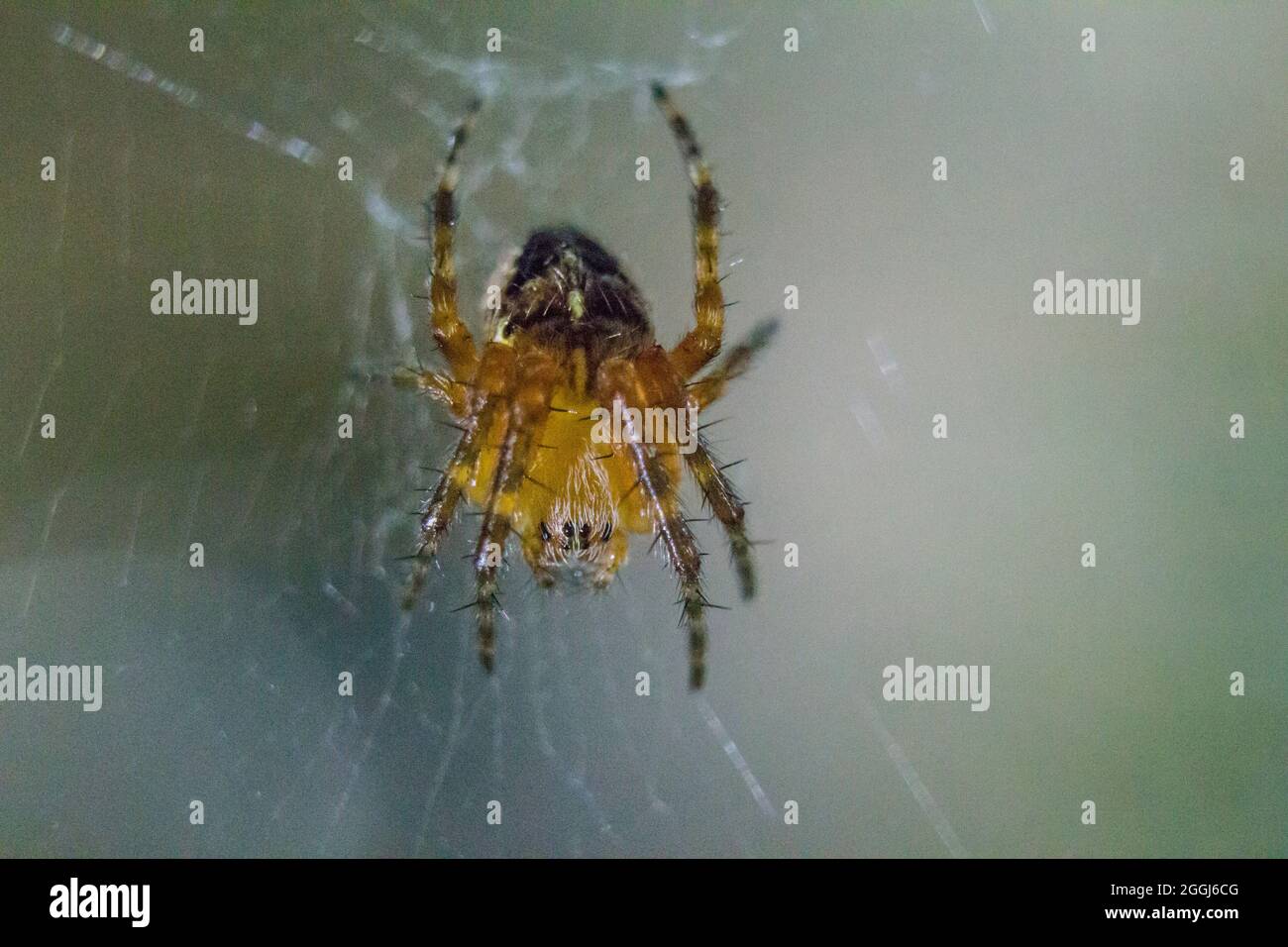 Braune Spinne hockte auf ihrem Netz. Stockfoto
