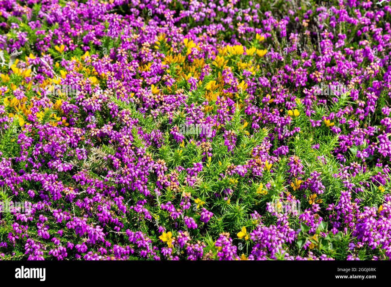 Gelbe Ginsterblüten und violette Heidekraut-Blüten am malerischen Aussichtspunkt des Carnelloe Headland in der Nähe von Zennor, Penwith Peninsula, Cornwall, Großbritannien Stockfoto