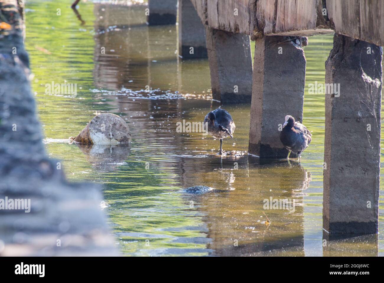 Blässhühner ruhen im Pantelimon-See in der Nähe von Bukarest, Rumänien. Stockfoto