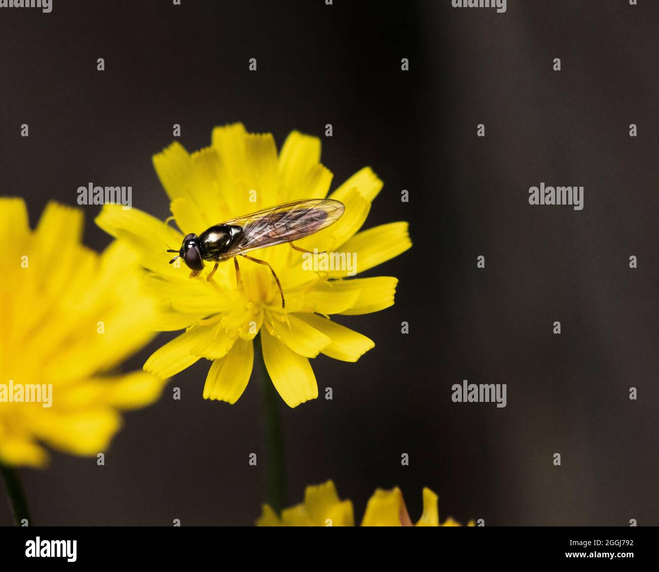 Kleines fliegendes Insekt auf einer gelben falschen Dandelionenblume in einem Garten in Großbritannien im Sommer. Stockfoto