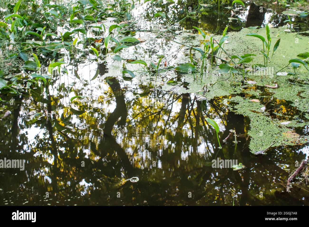 Grüne Vegetation auf reflektierendem Wasser, in einem öffentlichen Park aus Bukarest, Rumänien. Stockfoto