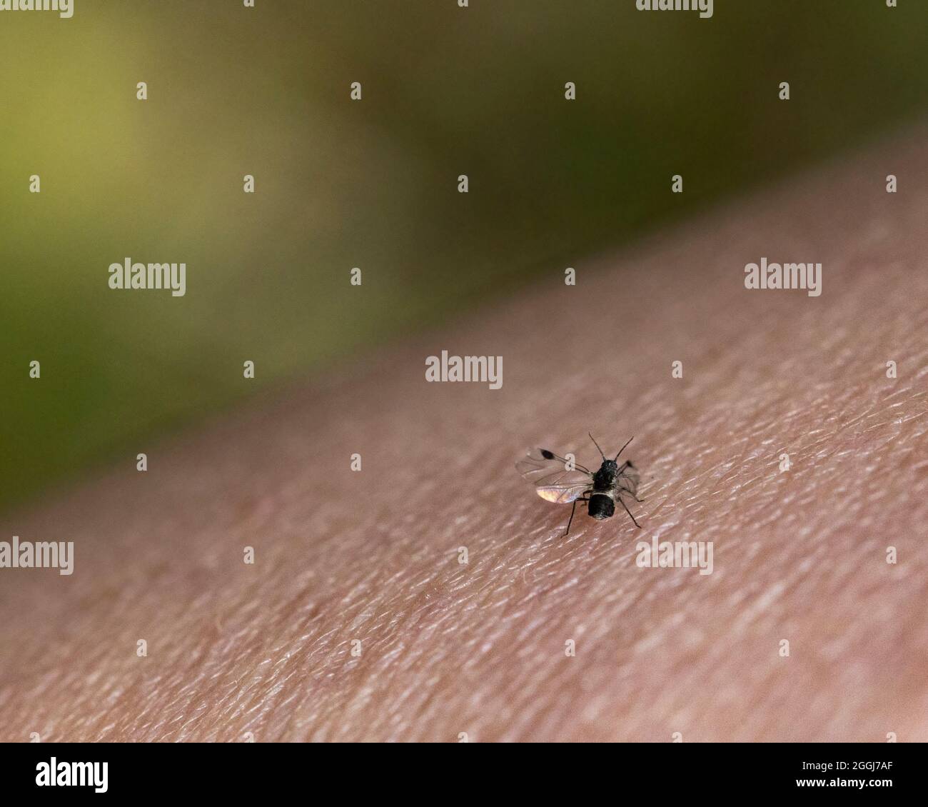 Nahaufnahme eines kleinen fliegenden Insekts, das auf dem Arm eines kaukasischen Weibchens ruht, draußen im Sommer in Großbritannien Stockfoto