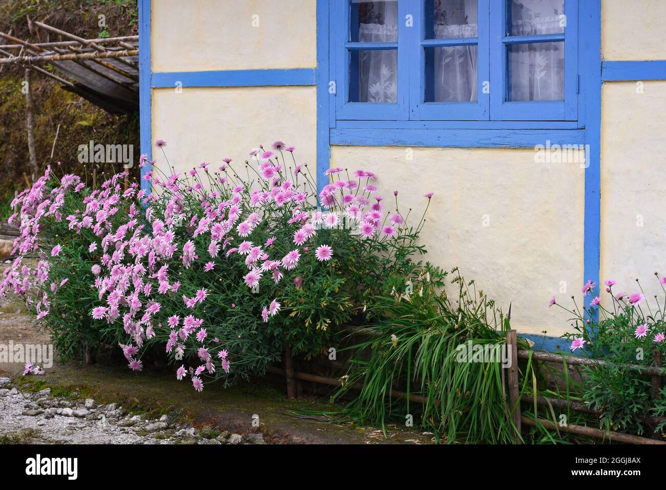 Schöne blühende rosa Argyranthemum frutescens vor der cremefarbenen Hütte Wand und blauem Fenster. Stockfoto