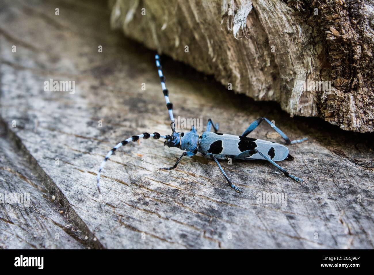 Rosalia longicorn, der wissenschaftliche Name Rosalia alpina, gehört laut IUCN zu den 608 gefährdeten Arten. Stockfoto