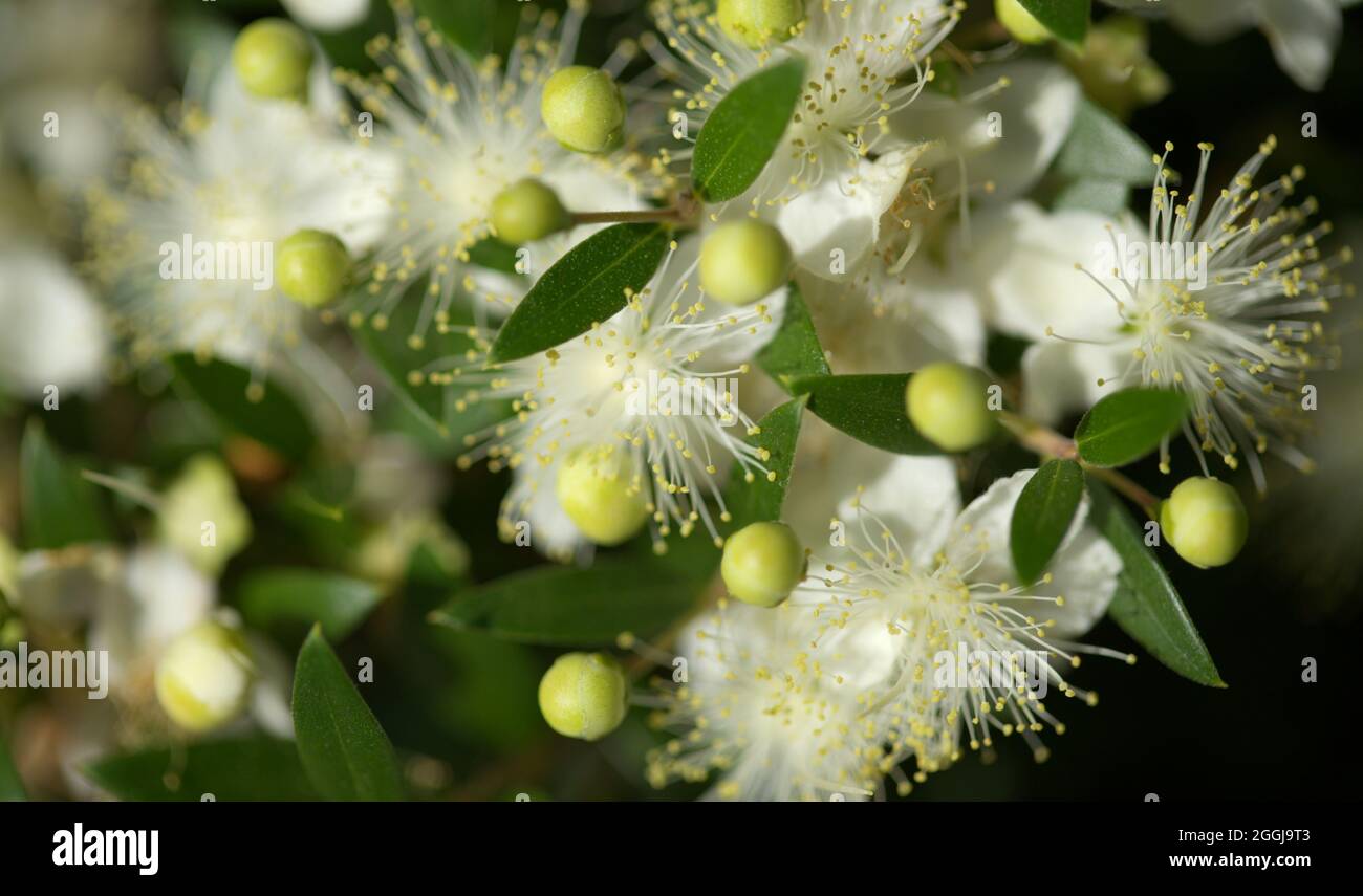 Flora von Gran Canaria - blühende Myrtus communis, gewöhnliche Myrte, eingeführte Arten, natürlicher makrofloraler Hintergrund Stockfoto