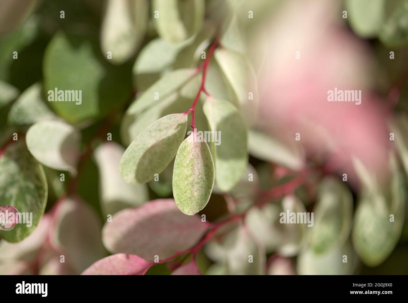 Breynia desticha ornamental Busch rosa gefärbtes Laub natürlichen floralen Makro Hintergrund Stockfoto