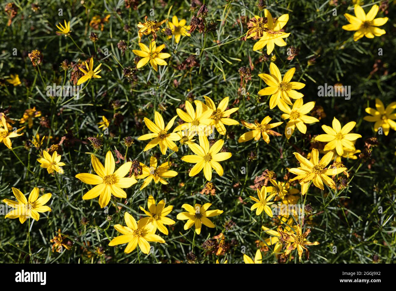Tickseed oder Coreopsis verticillata Grandiflora, eine mehrjährige Pflanze mit gelben Blüten im Sommer, die in Schottland in Großbritannien wächst Stockfoto