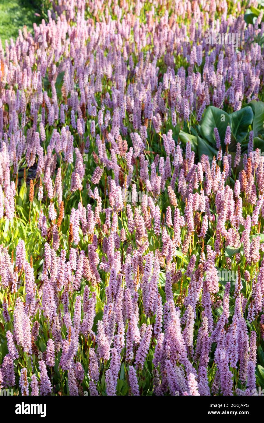 Himalayan Bistort, Fleeceblume oder Knotweed, Bistorta affinis, aka Persicaria affinis, purpurrote Blüten, die in Schottland in einem Garten blühen, Großbritannien Stockfoto