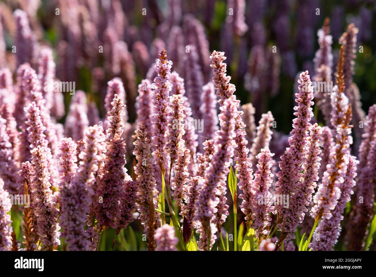 Himalayan Bistort, Fleeceblume oder Knotweed, Bistorta affinis, aka Persicaria affinis, purpurrote Blüten, die in Schottland in einem Garten blühen, Großbritannien Stockfoto