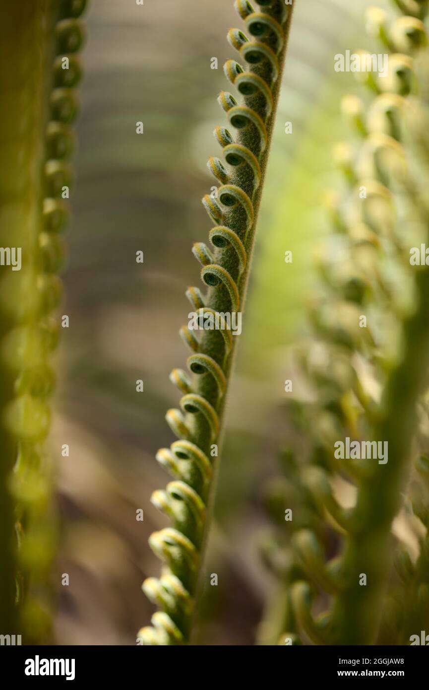 Entfaltet Blatt der Cycad Pflanze natürlichen Makro floralen Hintergrund Stockfoto