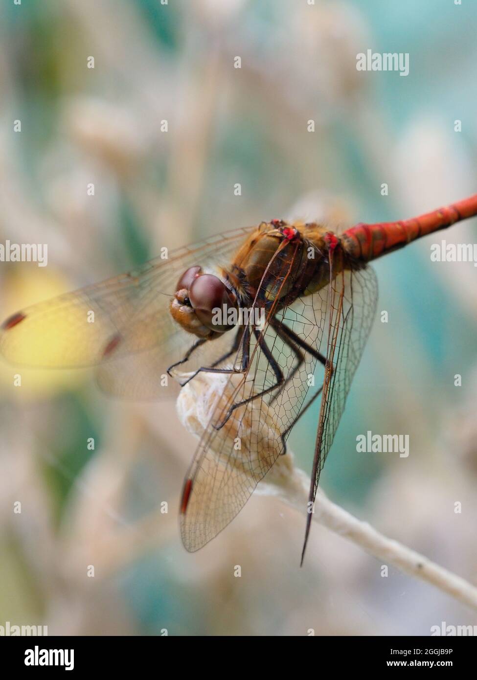 Eine große orange-braune Libelle, die auf einem Blütenstiel aus der Nähe ruht Stockfoto