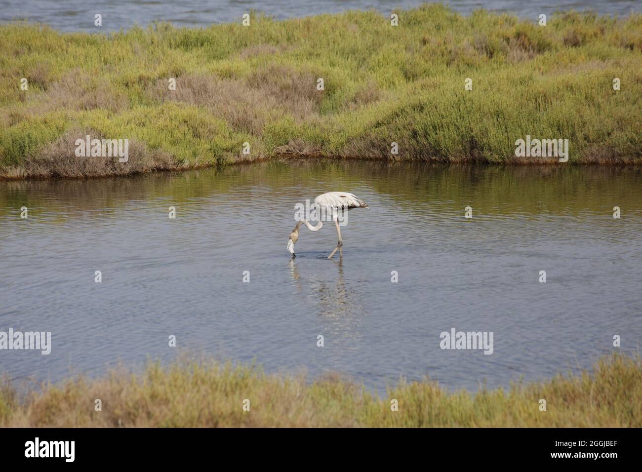 Vogel mit langem Hals auf Wasseroberfläche Stockfoto