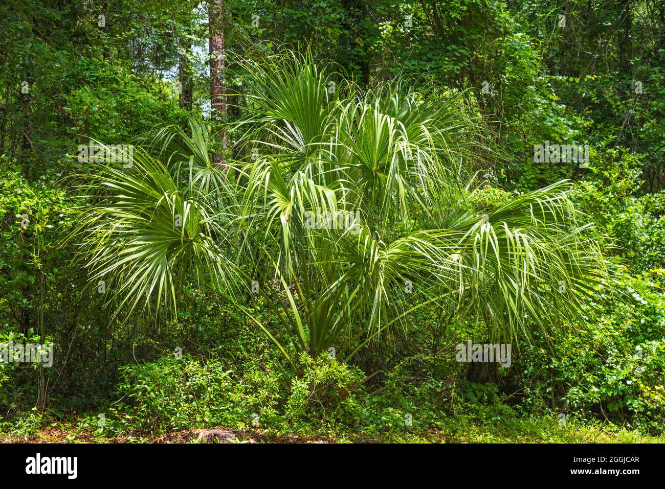 Sabal Palm Tree nach einem Nachmittag in North Central Florida. Stockfoto