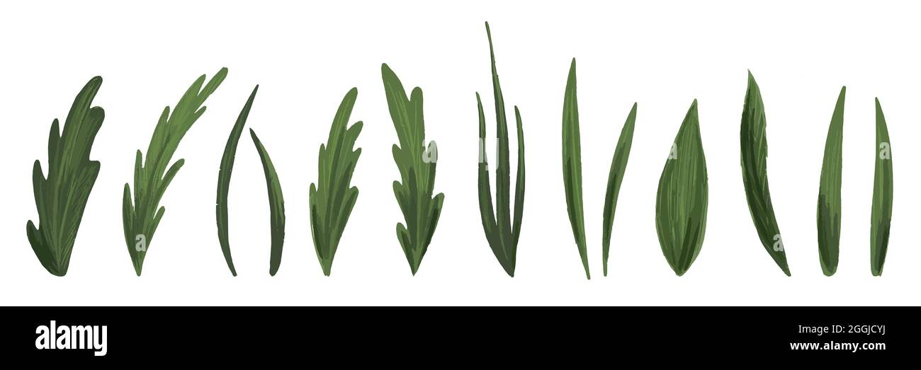 Eine Reihe von Blättern isoliert auf weiß. Ein Set von Kräutern und Blättern für die Komposition. Handgezeichneter Stil, Naturillustration. Stock Vektor