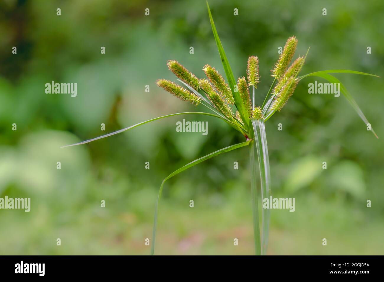 Ein behaartes röhrenförmiges Blumengras mit grüner Farbe, schlanken Blättern Stockfoto