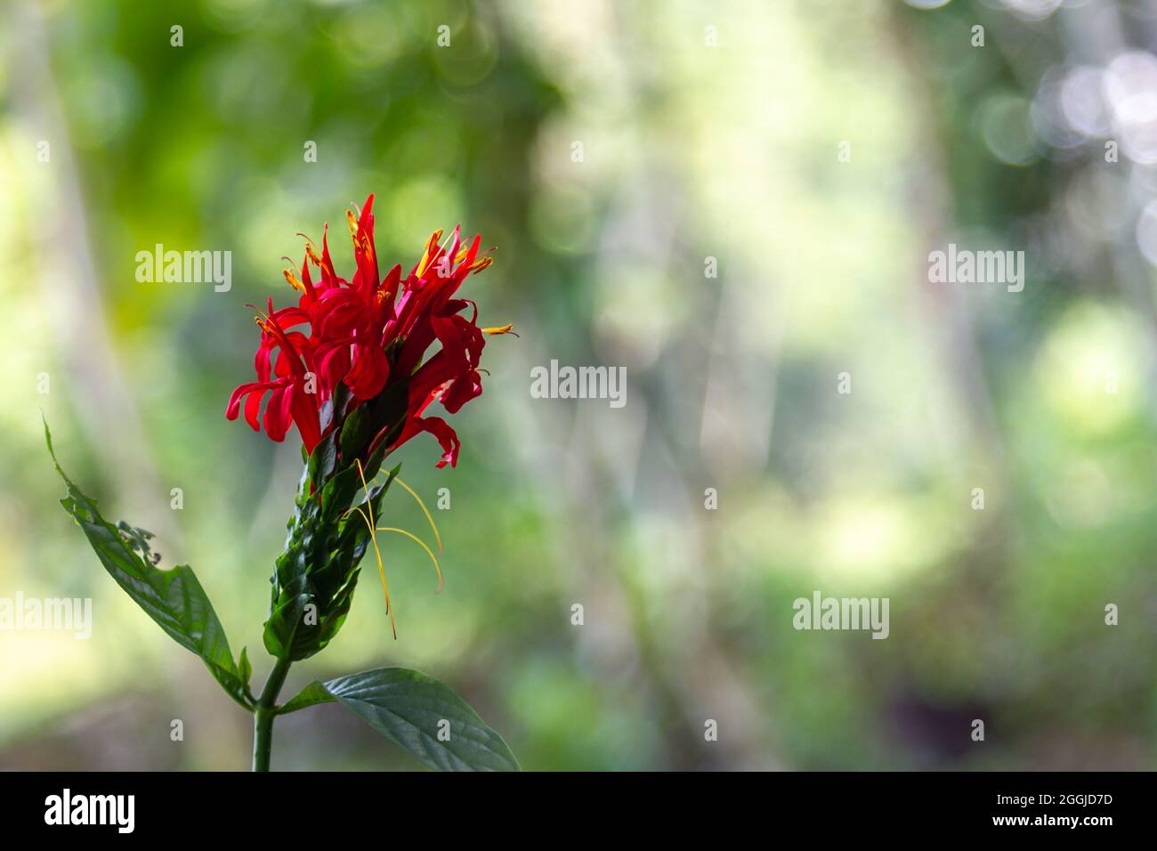 Eine Shruberryblume in ihrem natürlichen Lebensraum mit grünem Gras und hellem Hintergrund Stockfoto