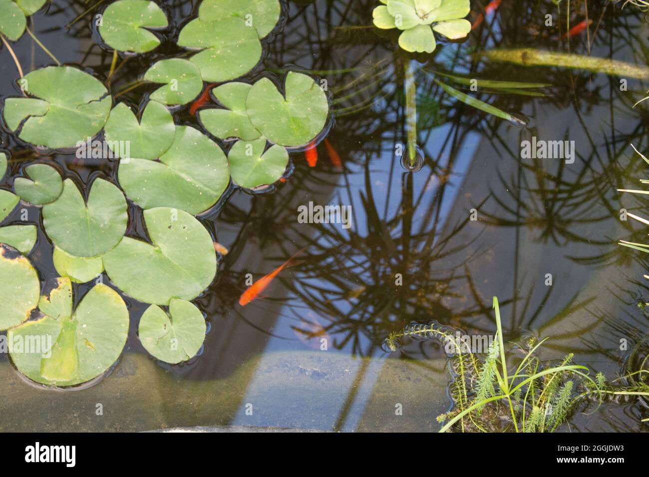 Goldener Fisch im Garten des Balchik Palastes Seerosenteich. Stockfoto