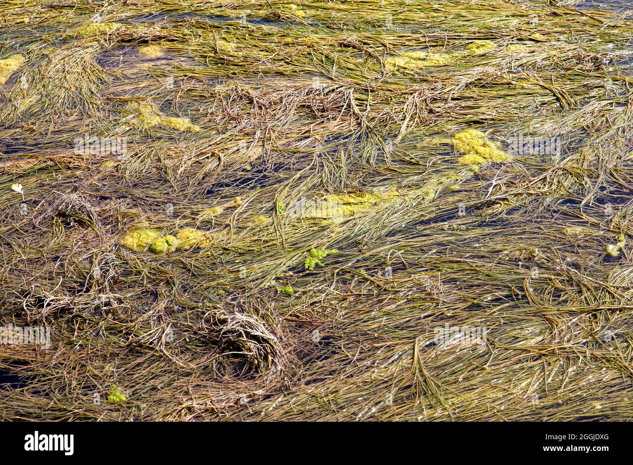 Blick auf den Grund des Ebro-Flusses, der durch Zaragoza in spanien fließt, bedeckt mit Wasseralgen Stockfoto