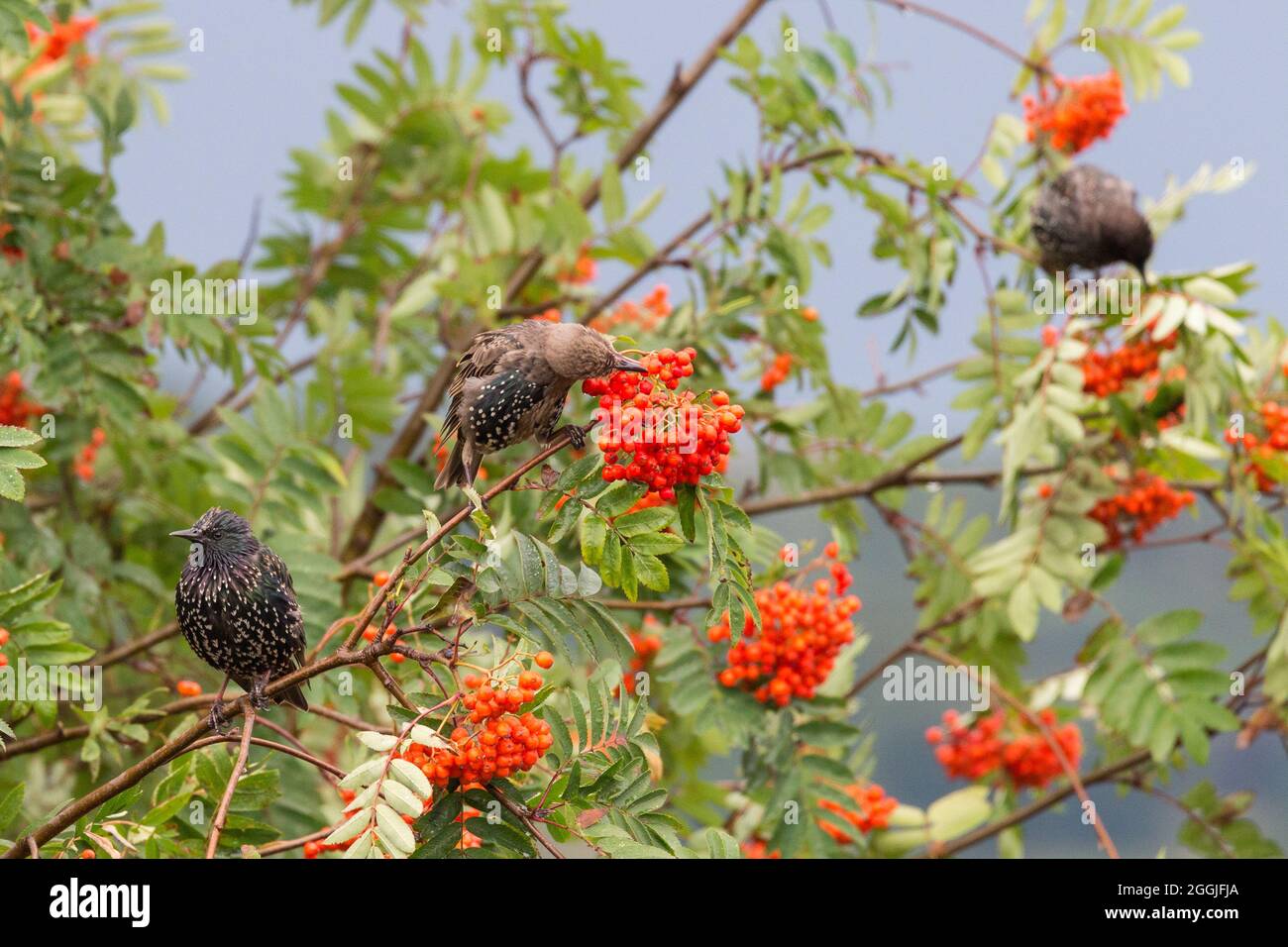 Stare essen Beeren Stockfoto