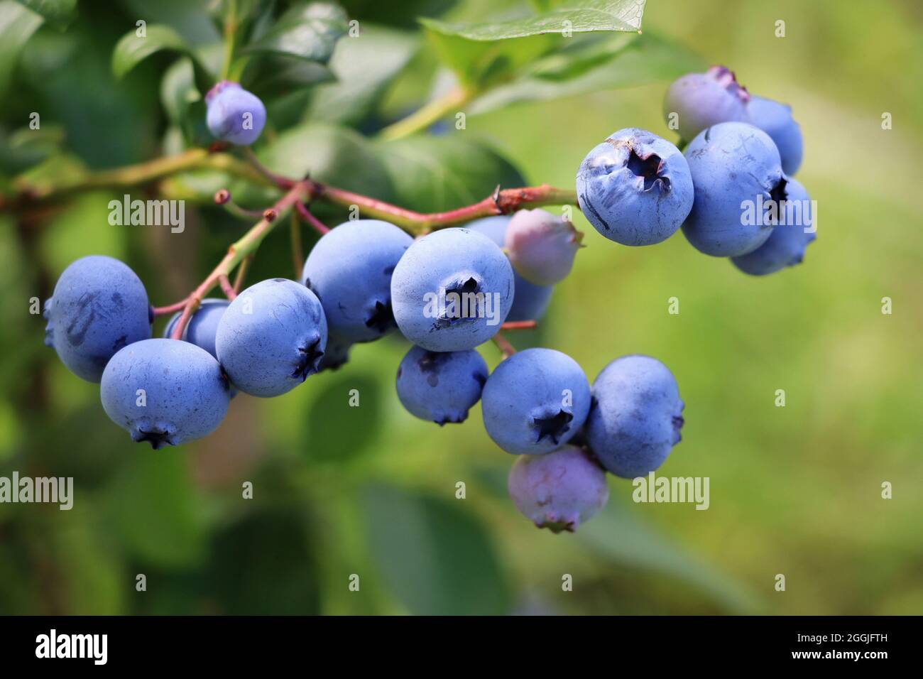 Blaubeeren Reifen auf der Bush. Strauch von Heidelbeeren. Beeren im Garten.  In der Nähe von Bush, Blaubeere Vaccinium corymbosum Stockfotografie - Alamy
