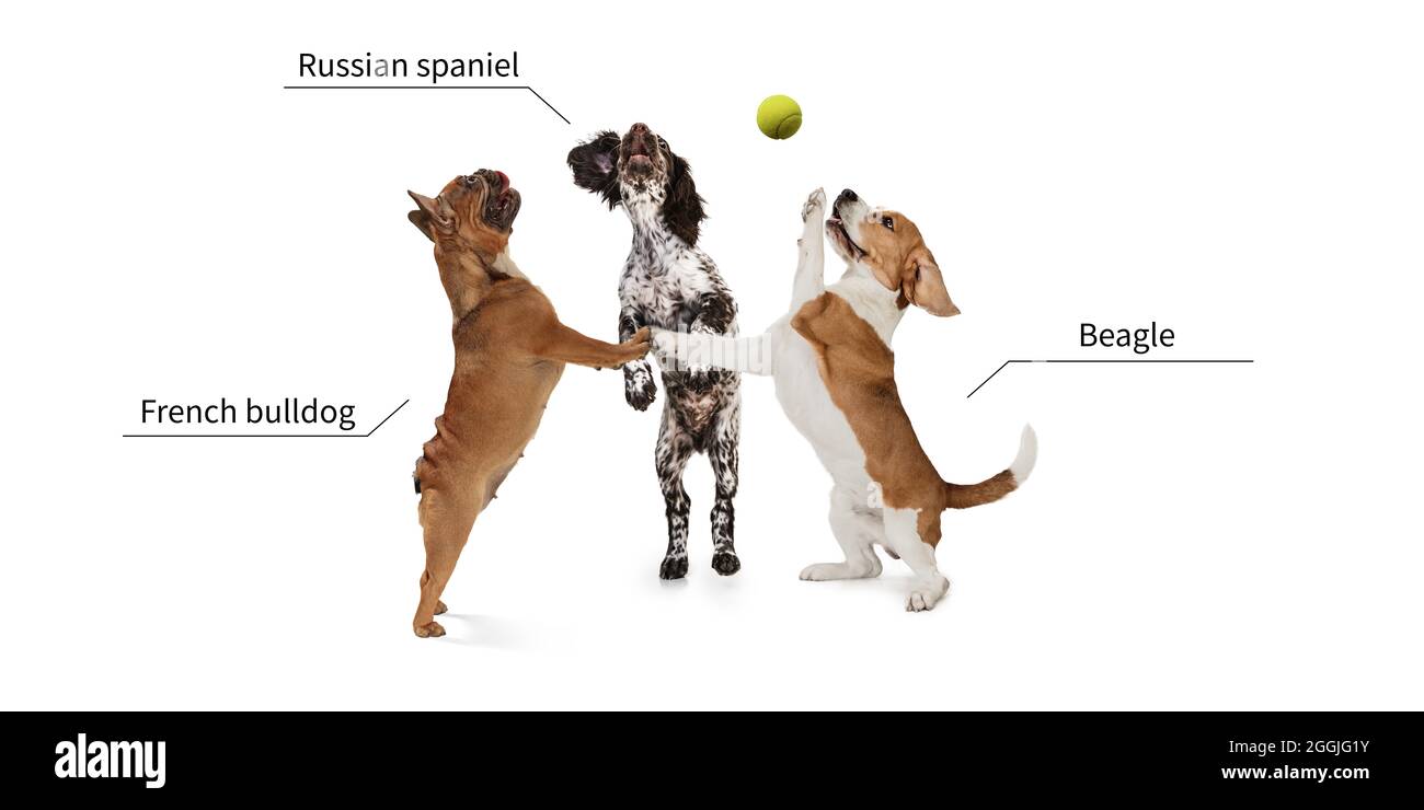Drei schöne niedliche reinrassige Hunde spielen mit Tennisball isoliert über weißen Studio Hintergrund. Satz kleiner Hunde mit Zeichen von Rassennamen Stockfoto