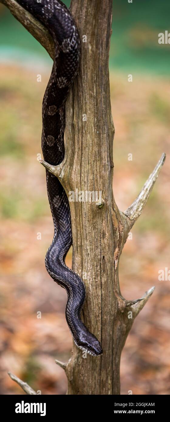 Schlangen und Eidechsen im Serpentarium der Edisto-Insel. Stockfoto