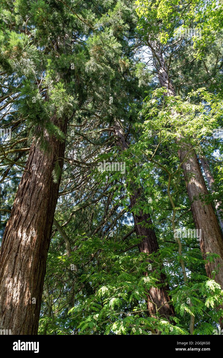 Europa, Deutschland, Baden-Württemberg, Schwäbischer Wald, Murrhardt, sequoia Bäume in der Nähe von Murrhardt Stockfoto