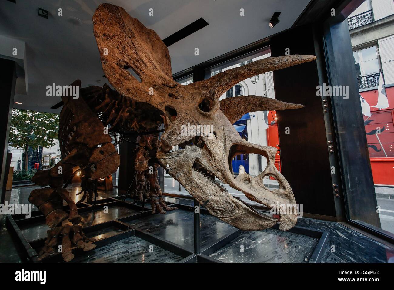 Paris, Frankreich. September 2021. Ein Skelett eines Triceratops wird vor seinem Auktionsverkauf im Drouot Auktionshaus in Paris, Frankreich, am 1. September 2021 freigelegt. „Big John“, die Triceratops mit einem 8 Meter langen Skelett, ist bis zum 20. Oktober in Paris zu sehen, bevor sie versteigert werden. Quelle: Aurelien Morissard/Xinhua/Alamy Live News Stockfoto