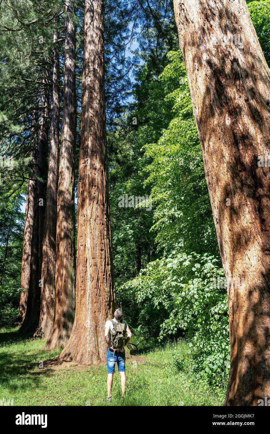 Europa, Deutschland, Baden-Württemberg, Schwäbisch-Fränkischer Wald, Welzheim, Auf dem Premium-Wanderweg FeenSpuren im Römerwald staunten Wanderer über Mammutbäume Stockfoto