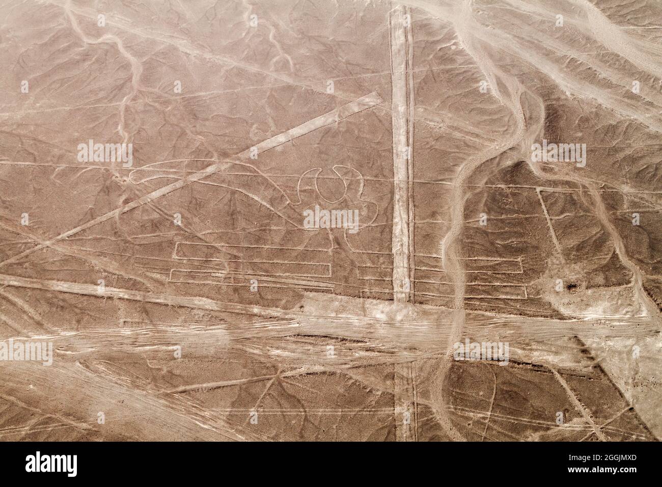 Luftaufnahme von Geoglyphen in der Nähe von Nazca - berühmte Nazca Lines, Peru. In der Mitte ist die Papageienfigur vorhanden. Stockfoto