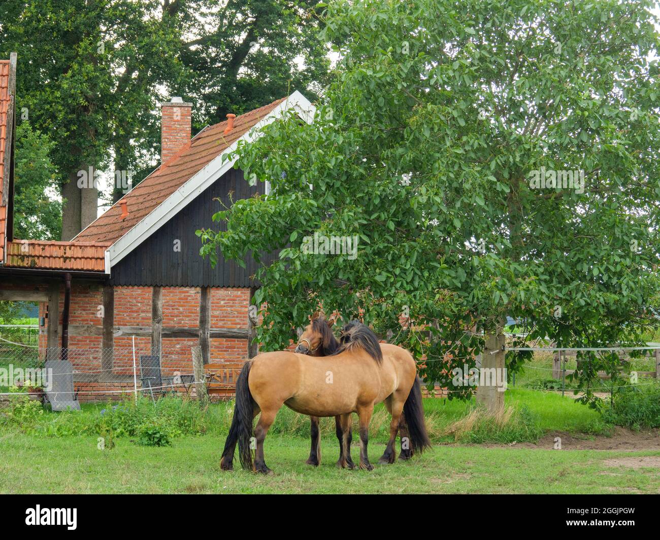 Pferde, Giebeltour in Artland, Osnabrücker Land, Niedersachsen, Deutschland Stockfoto