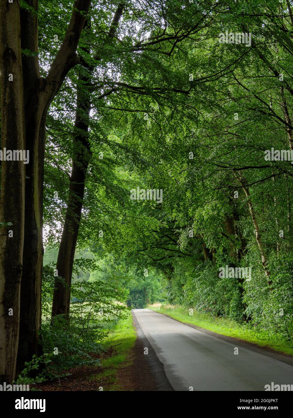 Straßenrand des Waldes bei Ankum, Artland, Osnabrücker Land, Niedersachsen, Deutschland Stockfoto