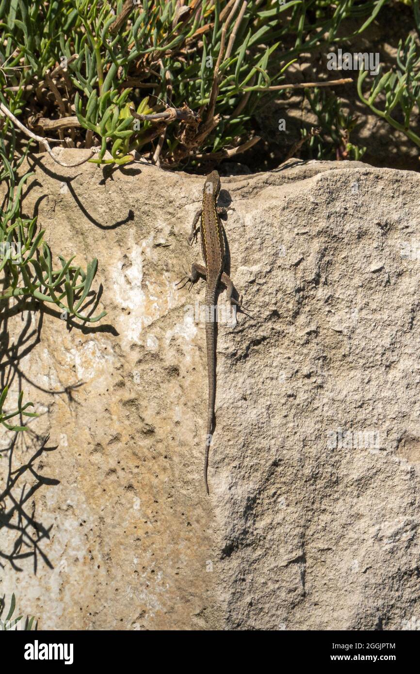 Gemeine Mauereidechse, Podarcis muralis, in Dorset, England Stockfoto