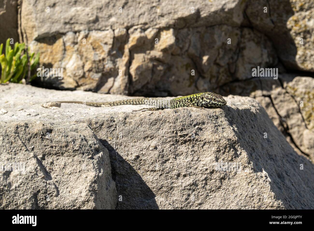 Gemeine Mauereidechse, Podarcis muralis, in Dorset, England Stockfoto