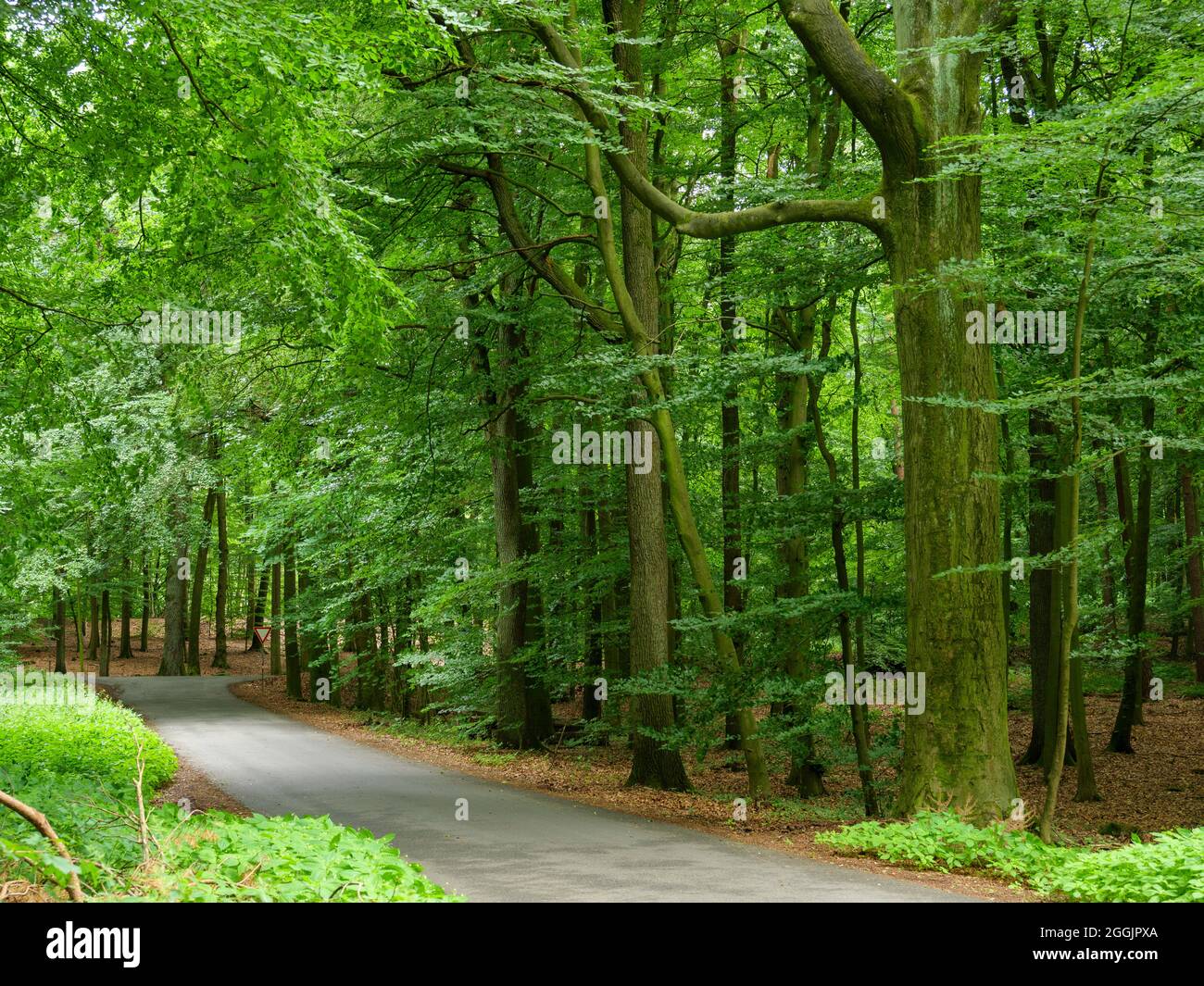 Wald am Piesberg, Osnabrück, Osnabrücker Land, Niedersachsen, Deutschland Stockfoto