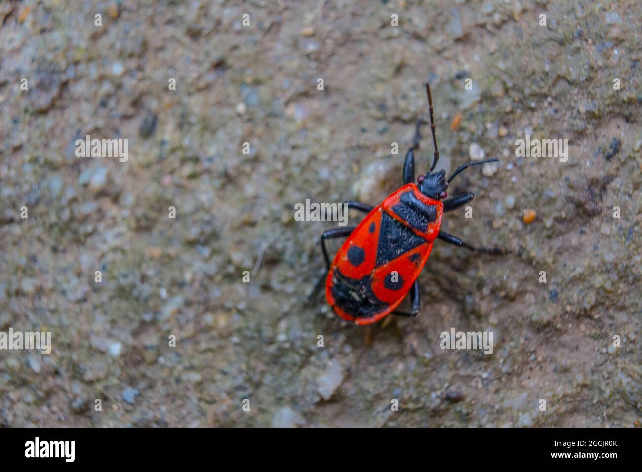 Feuerbug (Pyrrhocoris apterus), der auf Schmutz läuft. Stockfoto