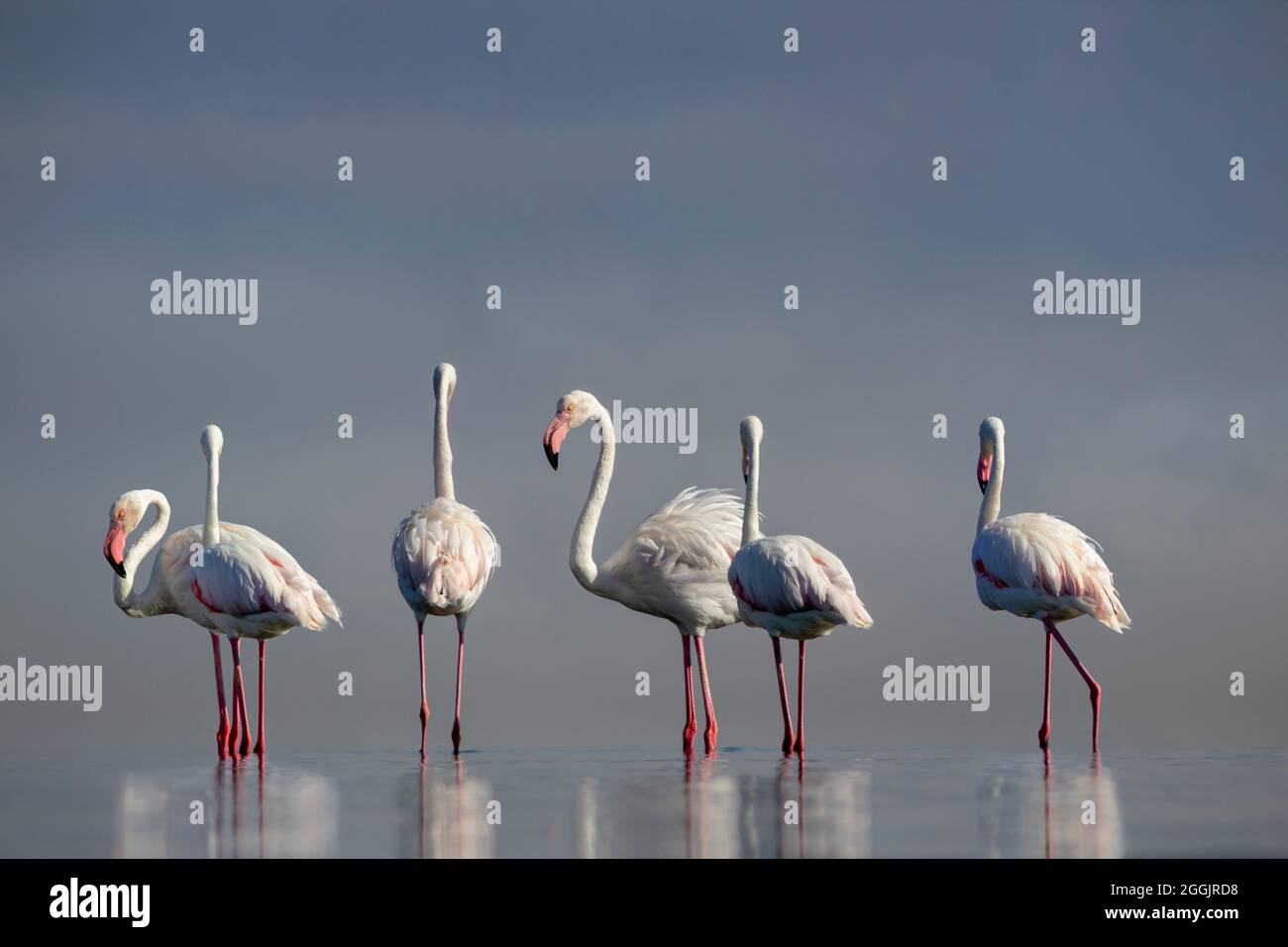 Wilde afrikanische Vögel. Eine Herde rosa afrikanischer Flamingos, die an einem sonnigen Tag vor dem Hintergrund eines strahlenden Himmels um die blaue Lagune spazieren. Stockfoto