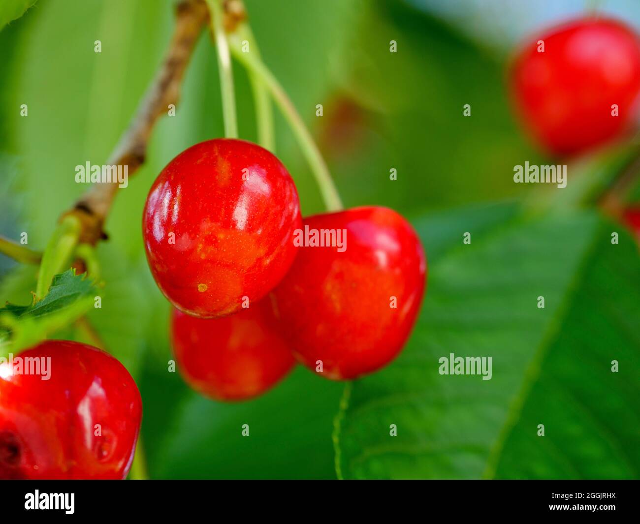 Rote Kirschen am Baum, Hagen ATW, Teutoburger Wald, Osnabrücker Land, Niedersachsen, Deutschland Stockfoto