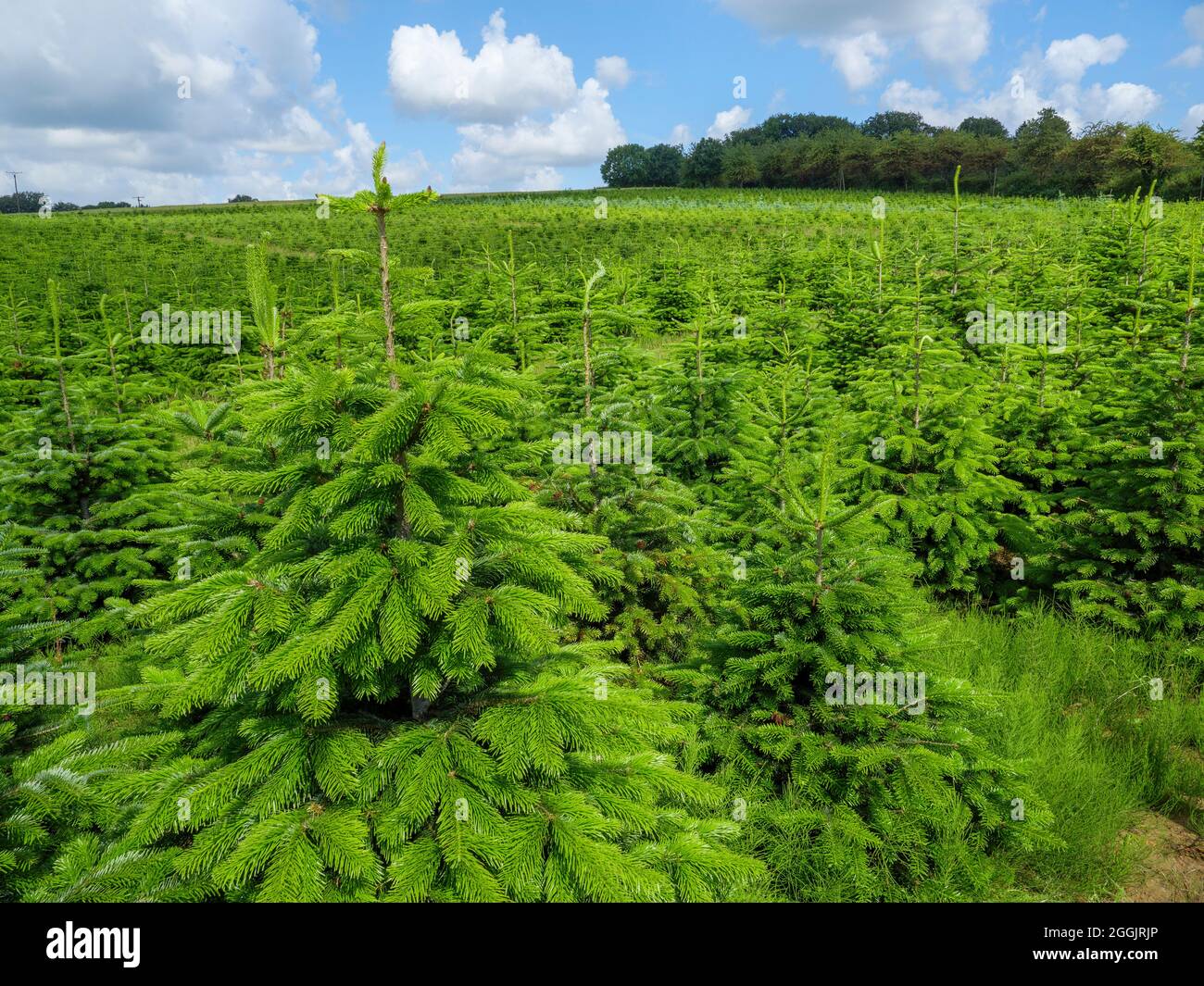 Weihnachtsbaumplantage bei Hagen ATW, Teutoburger Wald, Osnabrücker Land, Niedersachsen, Deutschland Stockfoto
