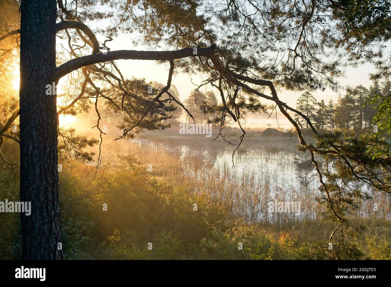 Flussszenen zwischen Wäldern und Nebel an einem bunten Herbstmorgen. Stockfoto