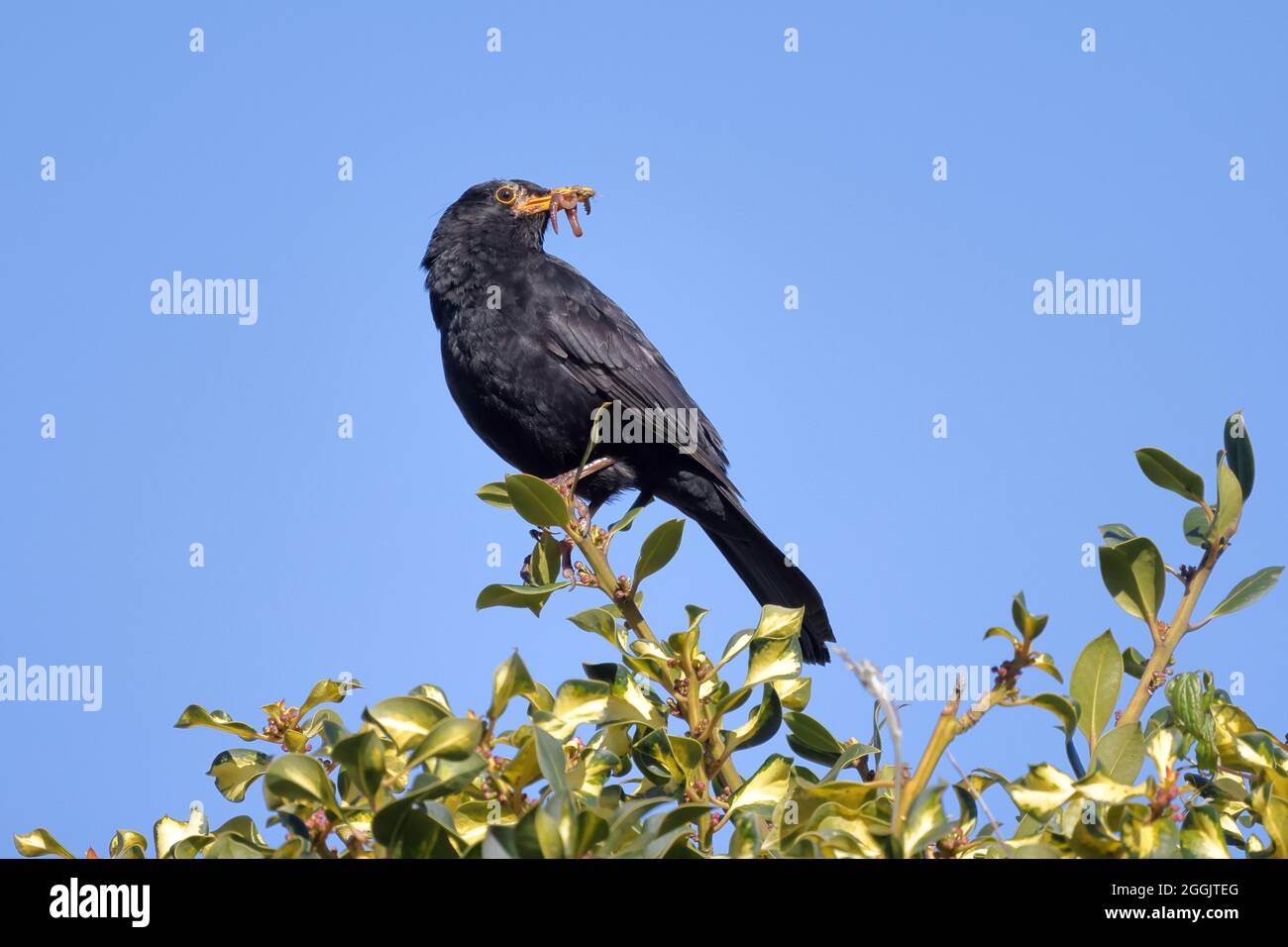 Amsel mit Würmern zur Fütterung junger Vögel Stockfoto