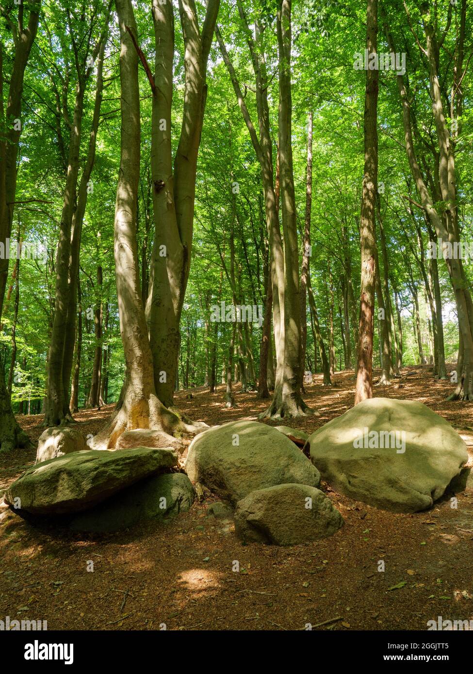Großes Steingrab Teufelsrückenmulde, Vehre, Osnabrück, Osnabrücker Land, Niedersachsen, Deutschland Stockfoto