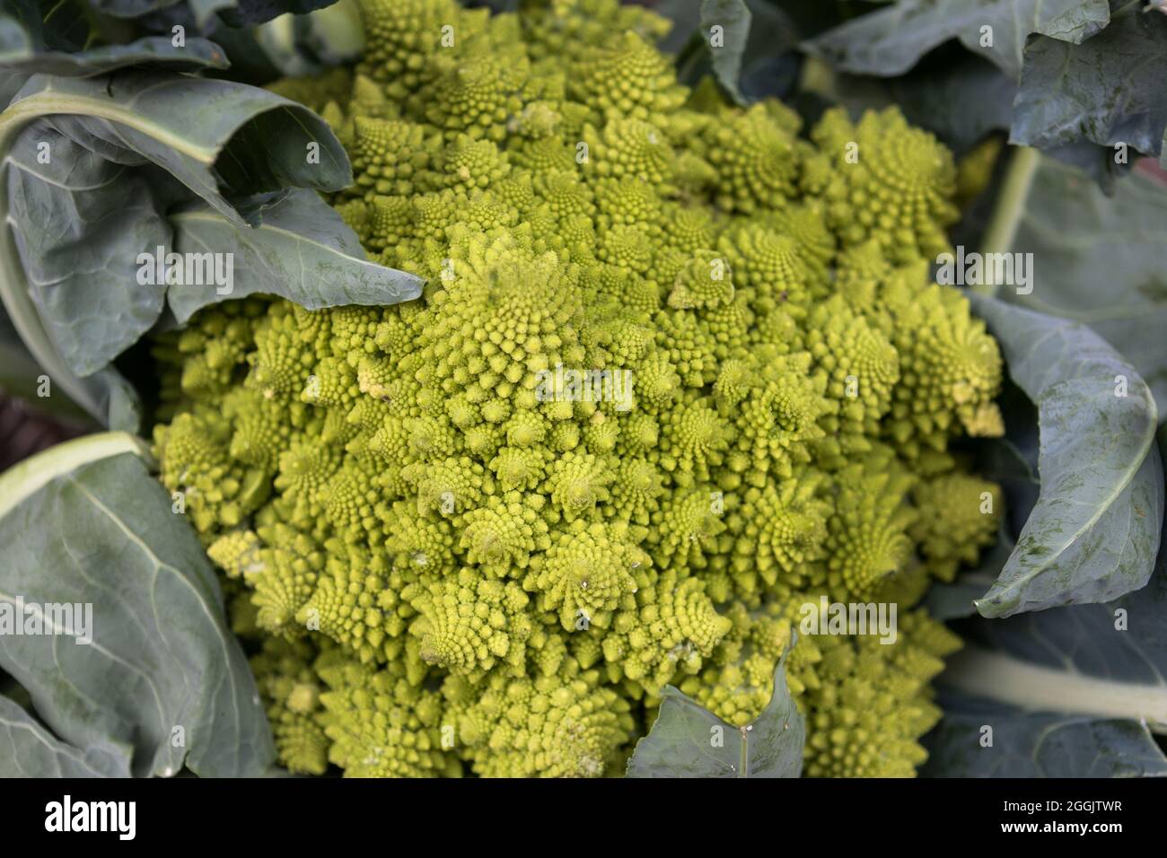 Nahaufnahme von Romanesco Broccoli (Brassica oleracea), The Allotment Deli, Fore Street, St. Ives, Cornwall, VEREINIGTES KÖNIGREICH Stockfoto