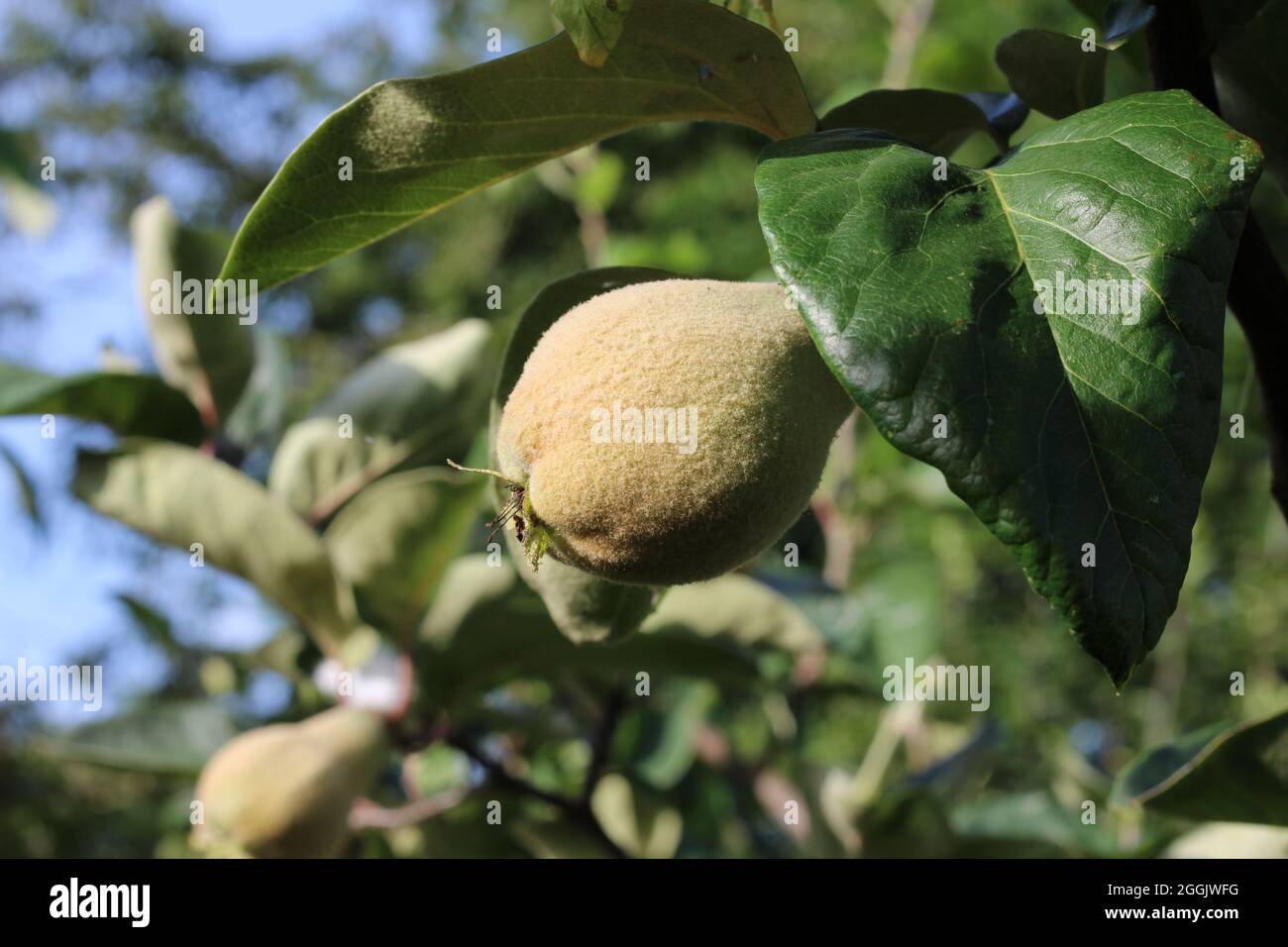 Die pelzige unreife Frucht des Quince-Baumes. Cydonia oblonga wächst in einer natürlichen Umgebung im Freien. Stockfoto