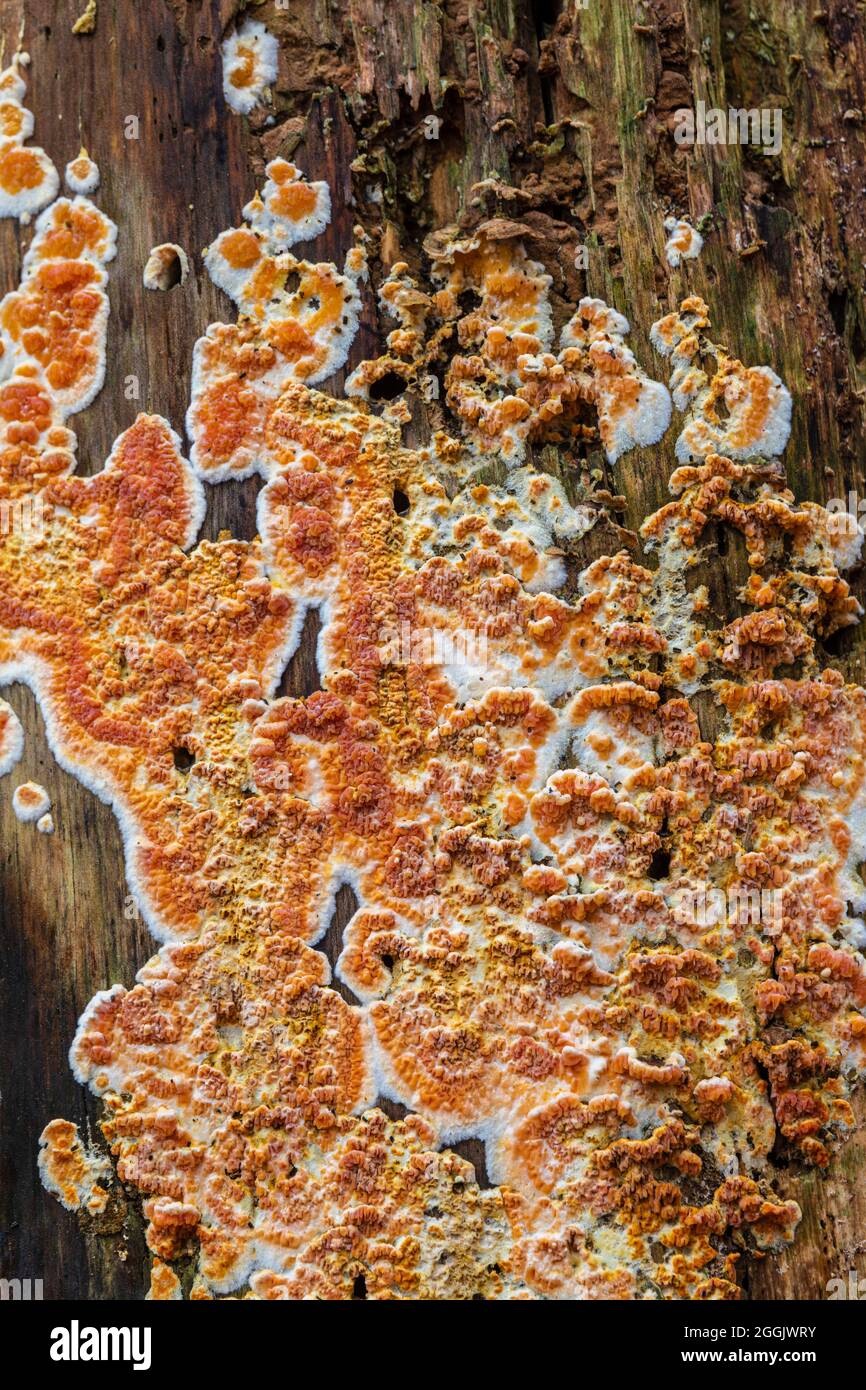 Hintergrundbild aus der Natur, Baumstamm mit Pilzen überwuchert Stockfoto