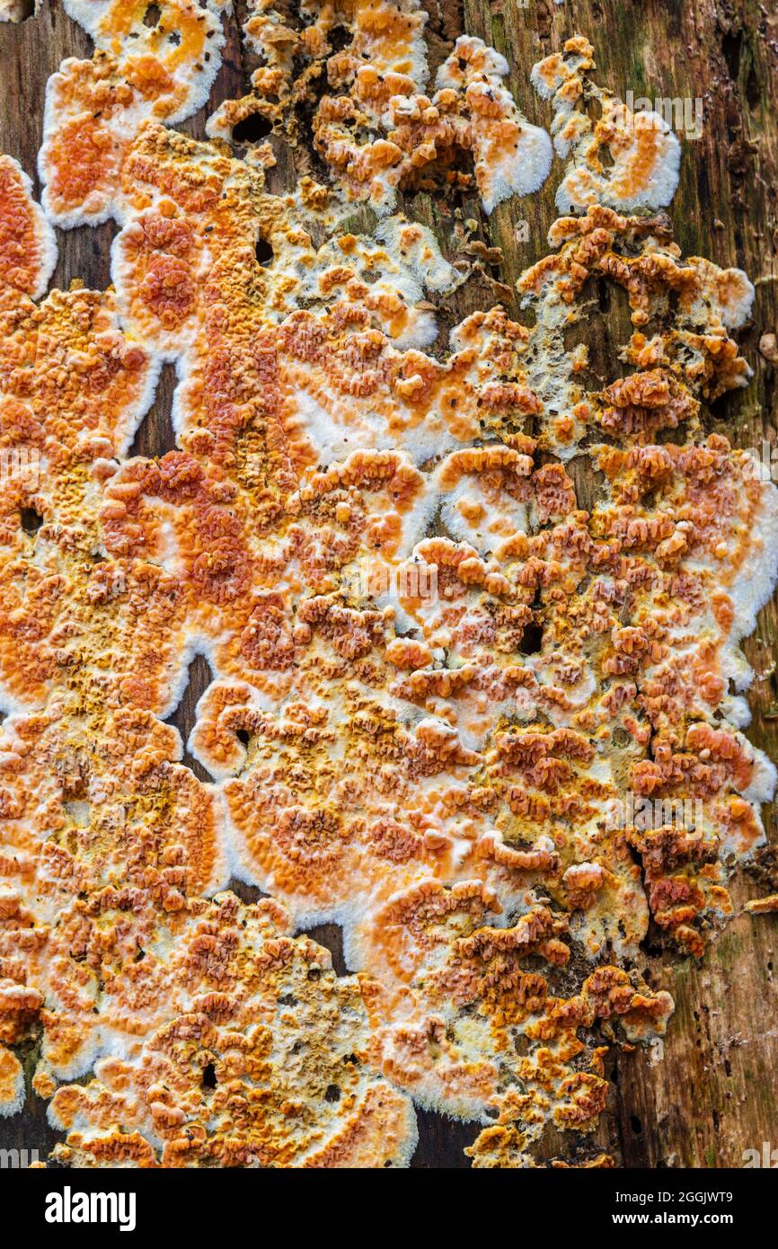 Hintergrundbild aus der Natur, Baumstamm mit Pilzen überwuchert Stockfoto