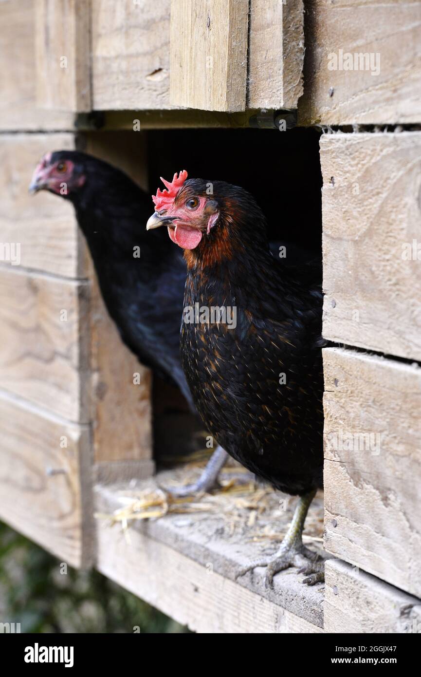 Maran Henne Stockfotos Und Bilder Kaufen Alamy