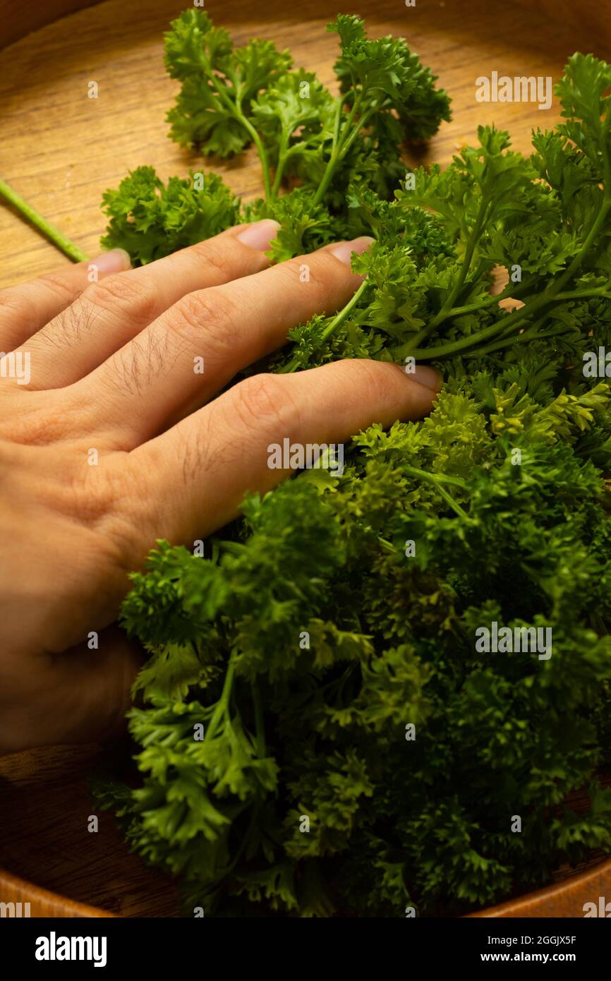 Nahaufnahme einer Hand, die viel Petersilie auf einem Küchenbrett mit sehr lebendigen Farben hält Stockfoto