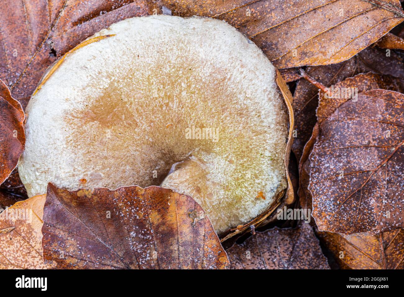 Pilz von oben, Nahaufnahme, Hintergrundbild aus der Natur Stockfoto